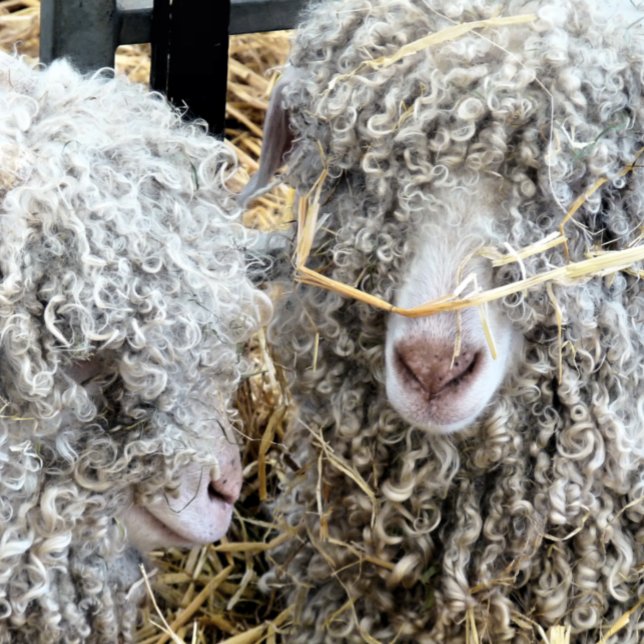 CUTE GOATS    TISSUE PAPER (Creator Uploaded)