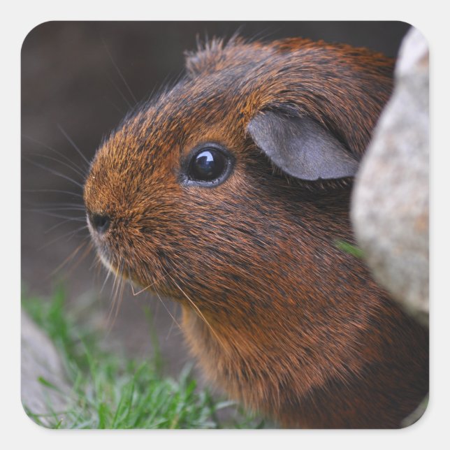 Cute Gold Agouti Guinea Pigs in Rocks and Grass Square Sticker (Front)