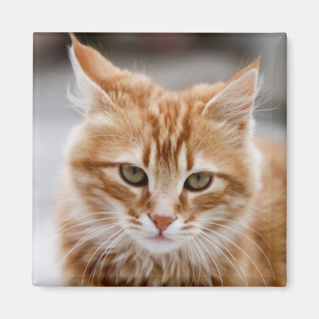 Cute gold and white Cat Magnet (Front)