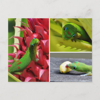 Cute gold dust day gecko pink pineapple Hawaii Postcard