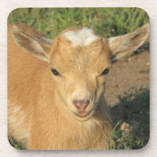 Cute Gold Nigerian Dwarf Dairy Goat Kid Coaster