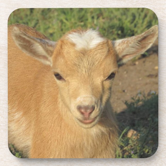 Cute Gold Nigerian Dwarf Dairy Goat Kid Coaster (Front)