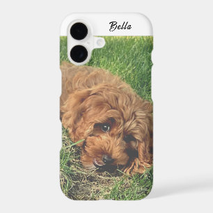 Cute Golden Doodle