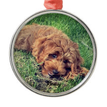 Cute Golden Doodle Premium