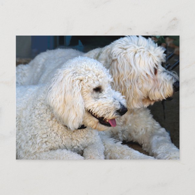 Cute Golden Doodles background Postcard (Front)