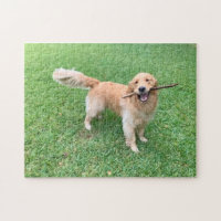 Cute Golden Retriever Dog Photograph Green Nature