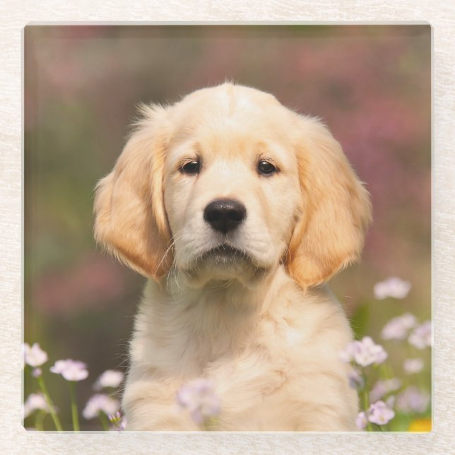 Cute Golden Retriever Dog Puppy Face Animal Photo Glass Coaster (Front)