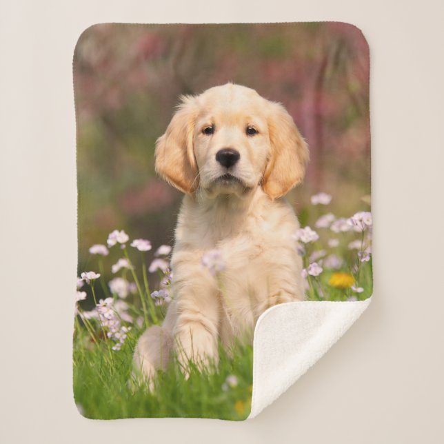 Cute Golden Retriever Dog Puppy Face Animal Photo Sherpa Blanket (Front)