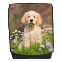 Cute Golden Retriever Dog Puppy Portrait  Boldface