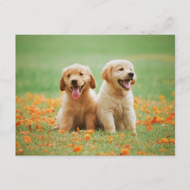 Cute Golden Retriever Puppies Photo Postcard (Front)