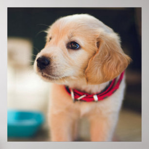 Cute Golden Retriever Puppy Dog Poster