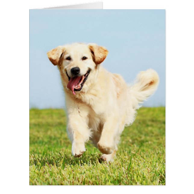 Cute Golden Retriever Puppy Running on Grass (Front)