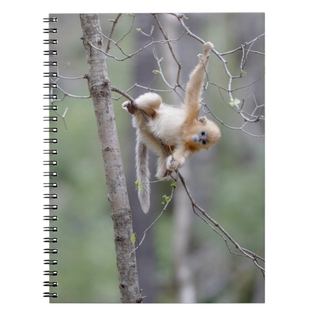 Cute Golden Snub-nosed Monkey on Tree Branches Notebook (Front)