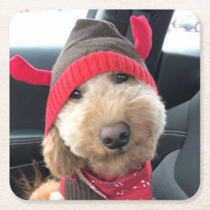 Cute Goldendoodle in His Christmas Outfit Square Paper Coaster