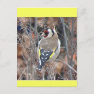 Cute Goldfinch DIY Postcard