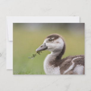 Cute Goose Chick Nature Photo Card
