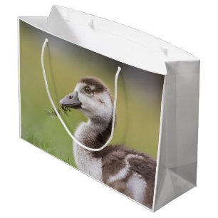 Cute Goose Chick Nature Photo Large Gift Bag