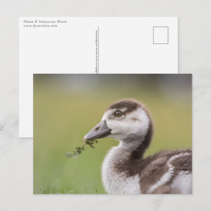 Cute Goose Chick Nature Photo Postcard