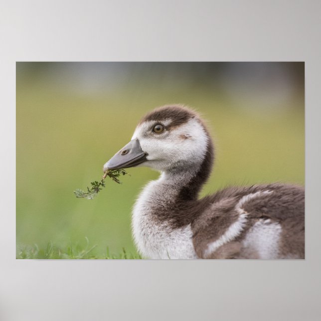 Cute Goose Chick Nature Photo Poster (Front)