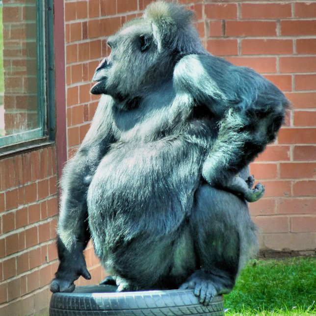 CUTE GORILLA CLIPBOARD (A cute gorilla looking out of a window.)