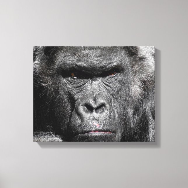 Cute Gorilla Face Staring Intently Wrapped Canvas (Front)
