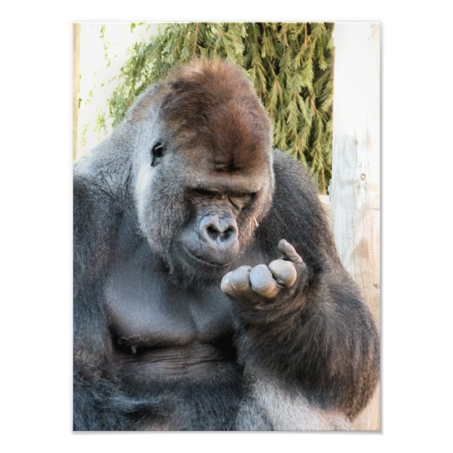 CUTE GORILLA PHOTO PRINT (Front)