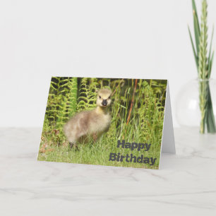 Cute Gosling Birthday or Greeting card. Customise Card