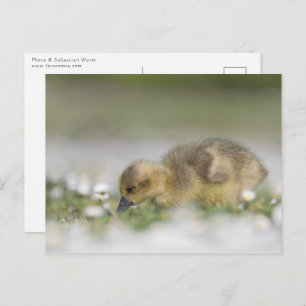 Cute gosling nature photo postcard