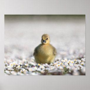 Cute gosling nature photo poster