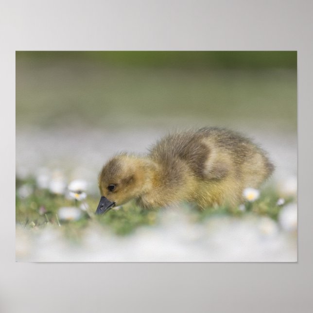 Cute gosling nature photo poster (Front)