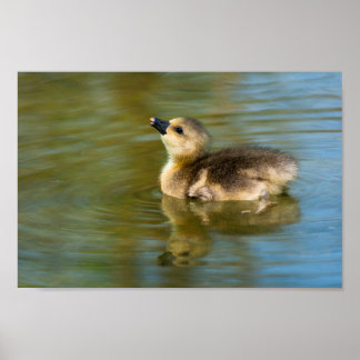 Cute Gosling on pond Poster