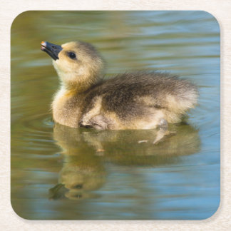 Cute Gosling on pond Square Paper Coaster