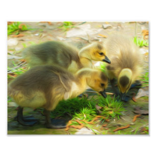 Cute Gosling Photo Print