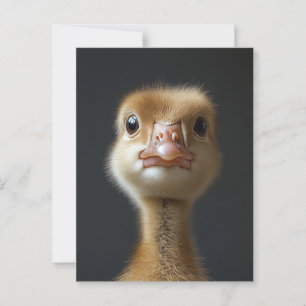 Cute Gosling Portrait Postcard