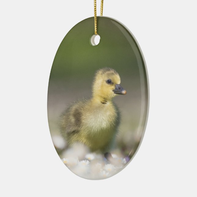 Cute Gosling Wildlife Photo Ceramic Tree Decoration (Left)