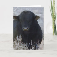 Cute Graduation Congratulations Ranch Farm Bull