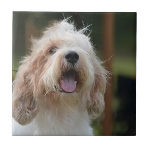 Cute Grand Basset Tile