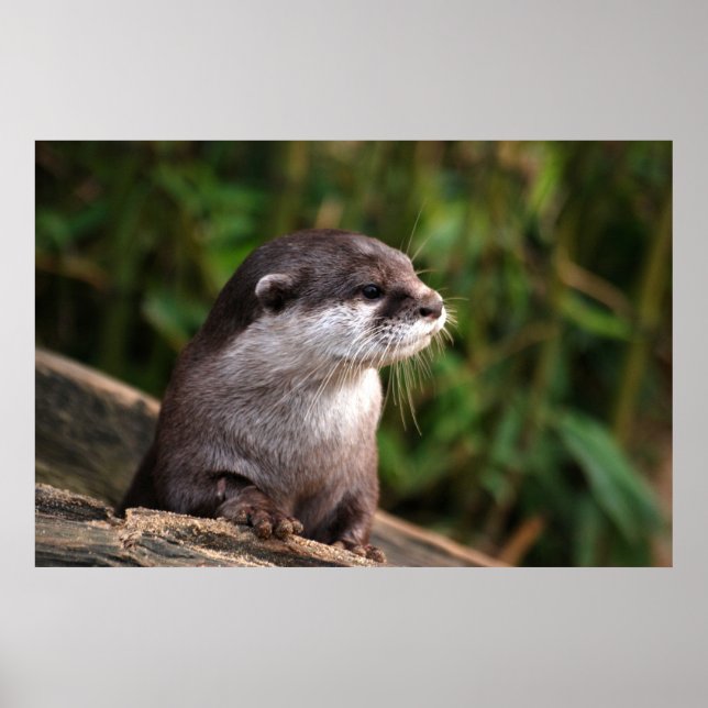 Cute gray otter poster (Front)
