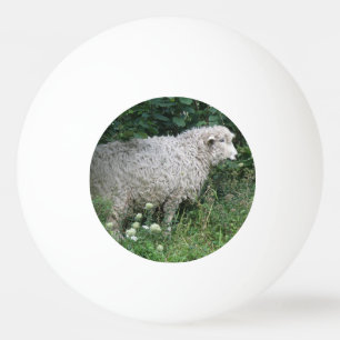 Cute Greedy Sheep Eating Ping Pong Ball