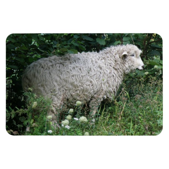 Cute Greedy Sheep Eating Premium Magnet (Horizontal)