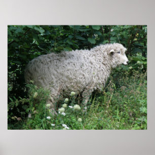 Cute Greedy Sheep Eating Print