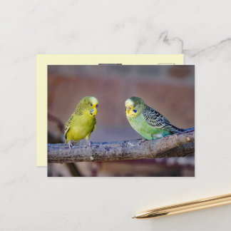 Cute Green and Yellow Budgies Custom Photo Postcard