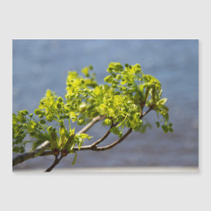 Cute green branch in the wind