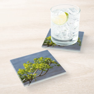 Cute green branch in the wind  glass coaster