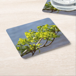 Cute green branch in the wind square paper coaster