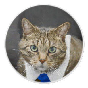 Cute green-eyed brown tabby cat wearing a blue tie ceramic knob