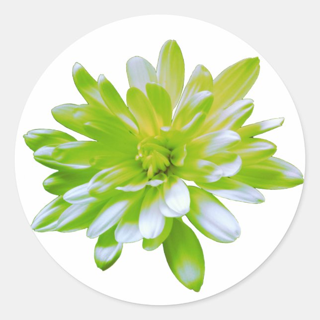 Cute green floral green flower green daisy classic round sticker (Front)