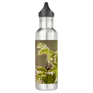 Cute green maple branch with small leaves 710 ml water bottle