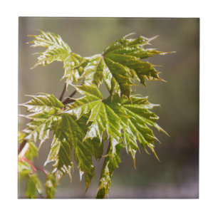 Cute green maple branch with small leaves  tile