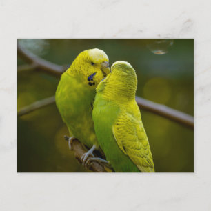 Cute Green Yellow Budgie Birds on a Tree Branch  Postcard